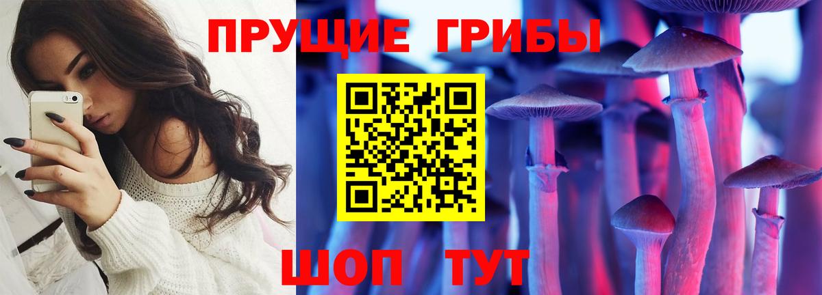 Галлюциногенные грибы Psilocybe Балтийск